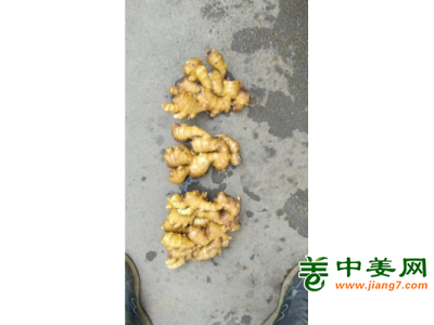 出售河南窖姜图1