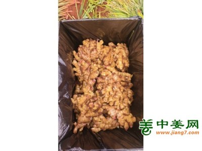 大量出售云南高原特色黄姜 （干姜 鲜姜）图1