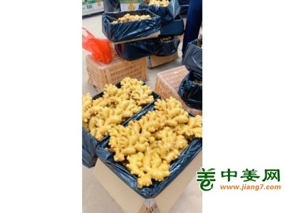 大量供应云南生姜，出口风干姜及干姜片图1