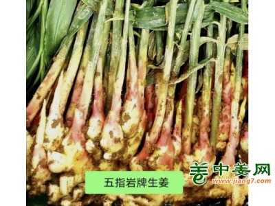 永康五指岩生姜五指姜月子姜土姜图1