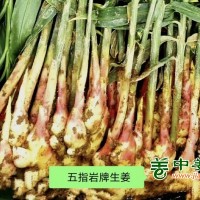 永康五指岩生姜五指姜月子姜土姜