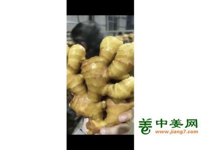 生姜出口加工水洗姜风干姜图1