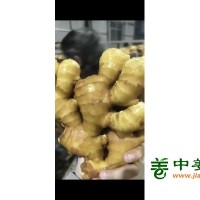 生姜出口加工水洗姜风干姜