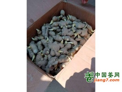 优质姜种，大量货源质量保证价格便宜需要的老板联系图1