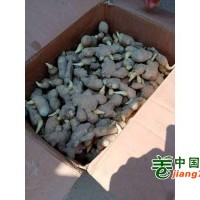 优质姜种，大量货源质量保证价格便宜需要的老板联系