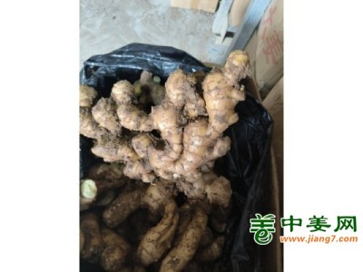 红芽二姜种，平顶四姜种，小黄姜种图1