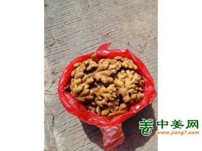 精品窖姜图1