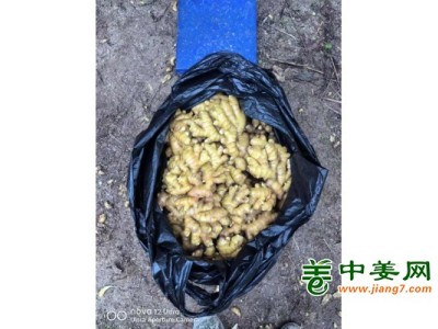 福建德化精品窖姜图1