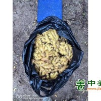 福建德化精品窖姜