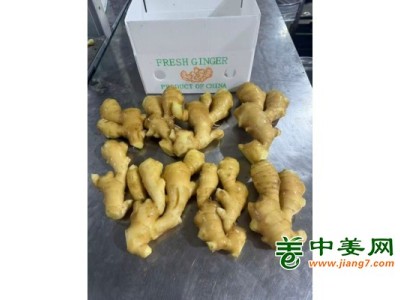 出口生姜，大黄姜，小黄姜，常年营业图1