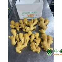 出口生姜，大黄姜，小黄姜，常年营业
