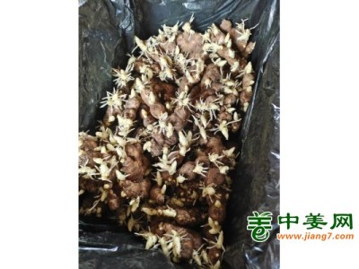 姜种出售，红芽二姜种，大黄姜种图1