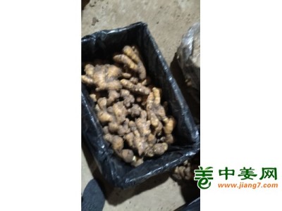 生姜大量供应，小黄姜，风干姜图1