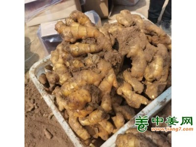 大黄姜，小黄姜，产地直供，姜种价格，姜巴图1