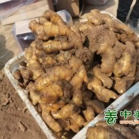 大黄姜，小黄姜，产地直供，姜种价格，姜巴