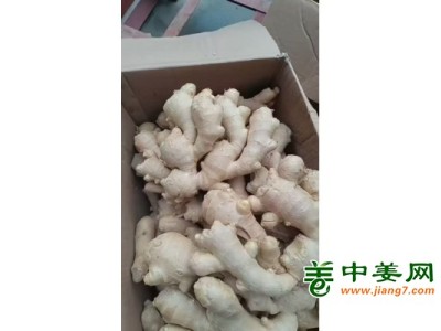 山东大姜常年经营，价格便宜大量现货图1