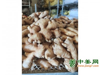出售生姜老姜13176070878图1