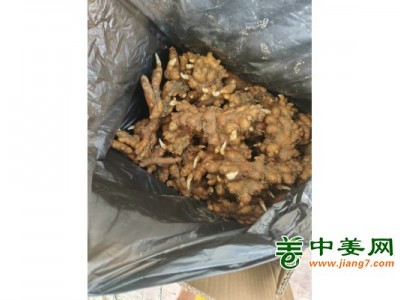 30吨湖南小黄姜供应图1