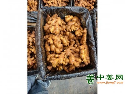300吨云南优质中黄姜图1