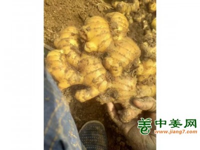 昌邑水洗大姜图1