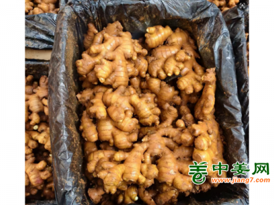 300吨云南中黄姜急售图1