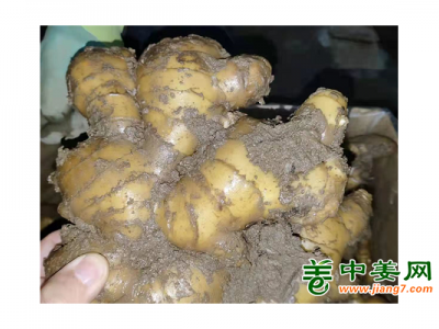 预订优质生茬地品种姜种图1
