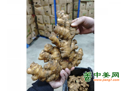 出售贵州二黄姜图1