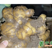 平度大姜
