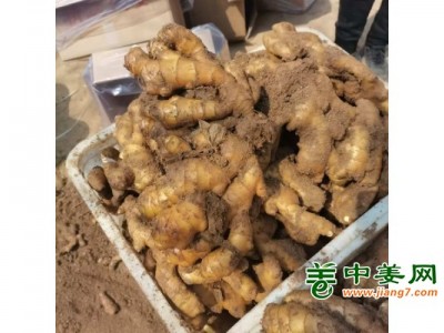 姜种培育基地，山农一号姜种，小黄姜批发，大黄姜，姜巴图1