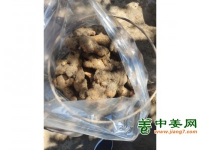 生姜购销13176070878图1