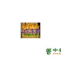 姜种培育产地，山农一号姜种，小黄姜批发，大黄姜，姜干，姜巴