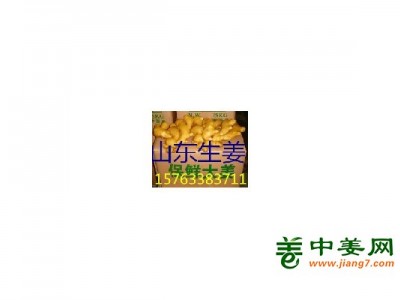 姜种大量批发，山农一号姜种，368姜种，小黄姜种，姜巴图1