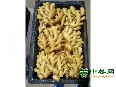 山东生姜产地，姜种价格，小黄姜批发，大黄姜，姜巴图1