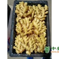 山东生姜产地，姜种价格，小黄姜批发，大黄姜，姜巴