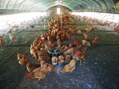 定做各种保温大棚图1