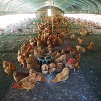 定做各种保温大棚