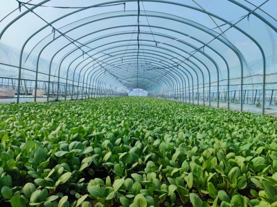 大棚预算各种保温大棚上门定做图1