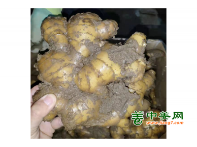 产地直供优质大姜图1