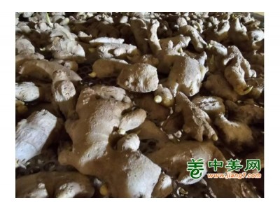 集中出货优质大姜图1