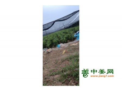 本人大量大姜图1